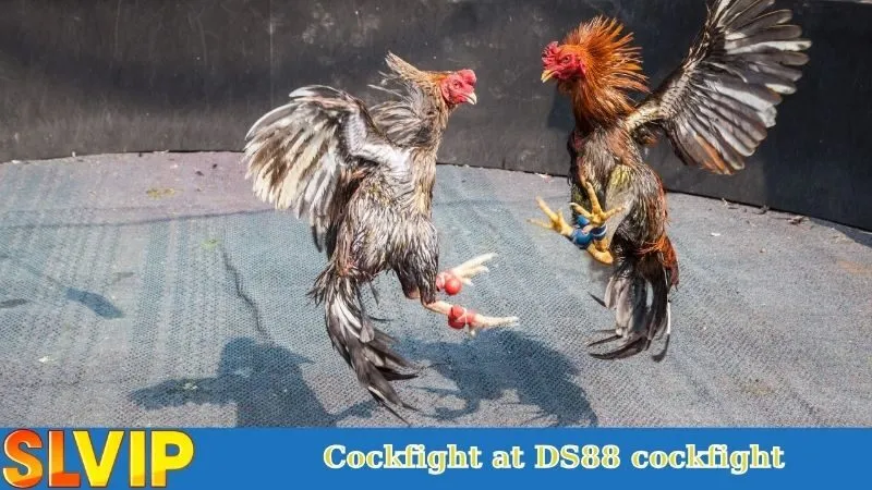 DS88 Cockfight