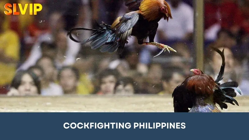 Philippine Cockfighting