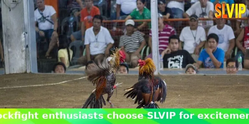 Register an account to be able to participate in cockfighting betting at SLVIP