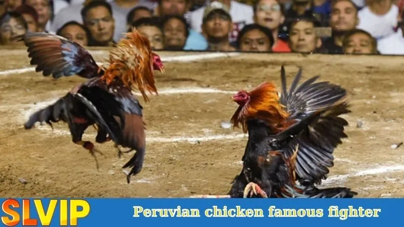 Peruvian chicken famous fighter