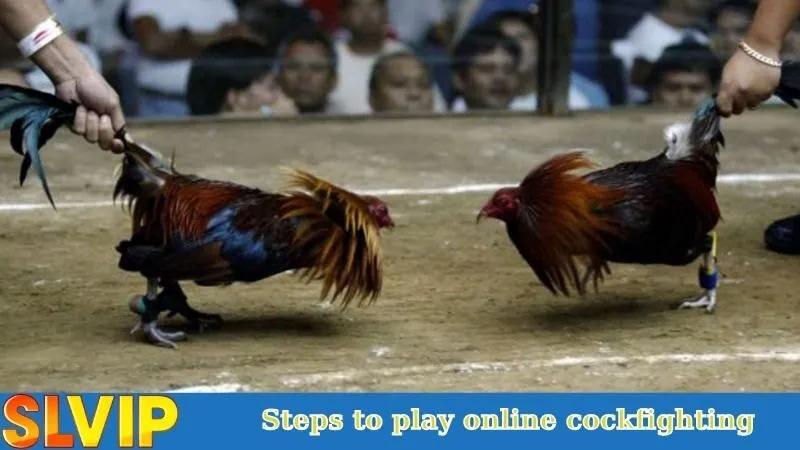 Steps to play online cockfighting