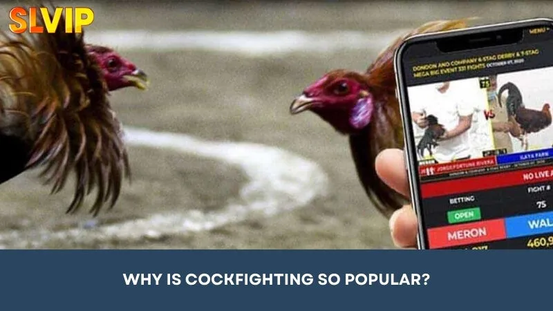 Why is cockfighting so popular?